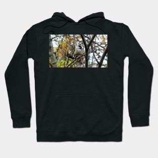 Black-capped Chickadee Perched In A Tree Hoodie